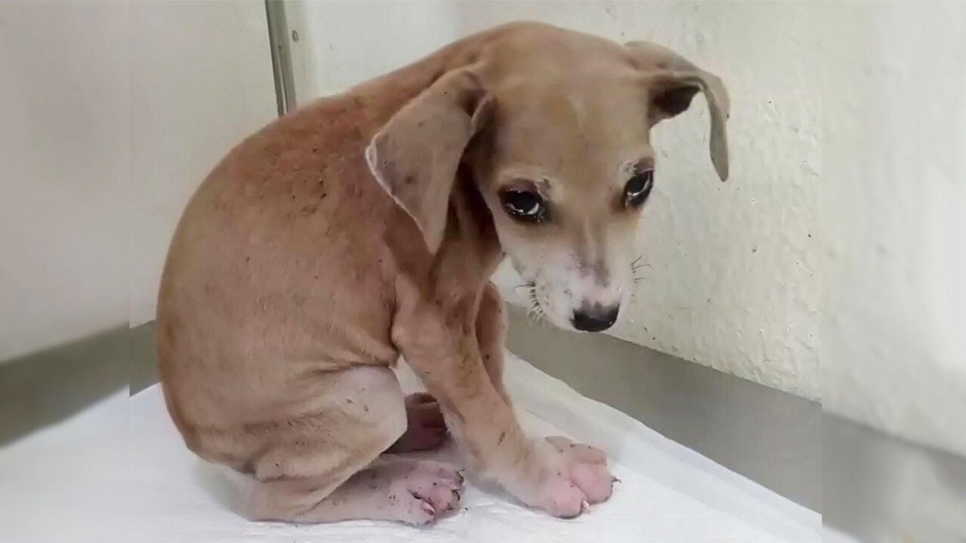 Heartbroken Puppy With Extremely Swollen Paws Began Crying Real Tears When She Saw Her Loving Rescuers