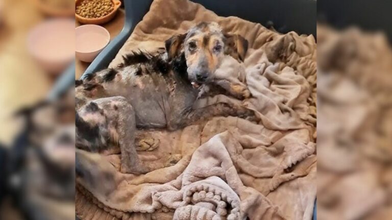 neglected puppy