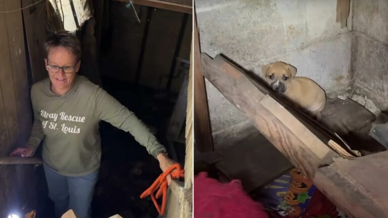 Saves Mom Dog And Her Babies From Dilapidated House