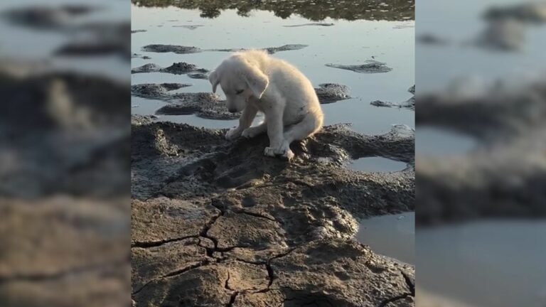 sad puppy