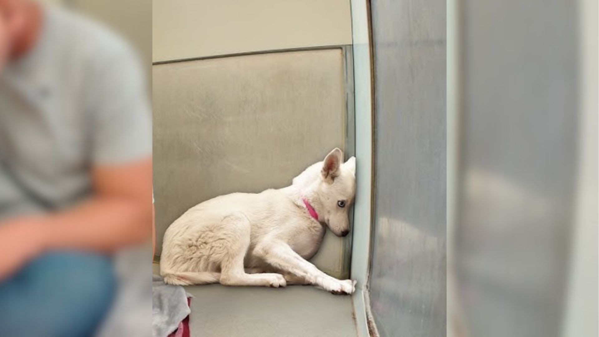 Husky Was So Terrified Of People That She Would Completely Freeze In Her Rescuer’s Presence