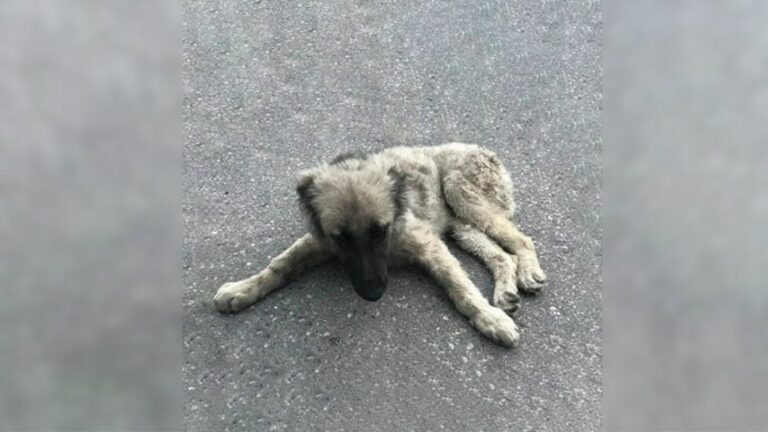 injured puppy lying