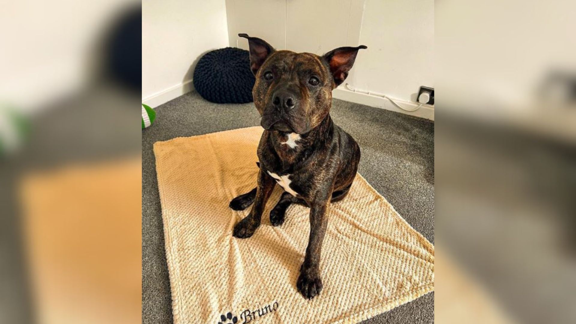 Internet In Tears After Seeing The Reaction Of Pup Who Felt Freedom After Being Locked In A Room