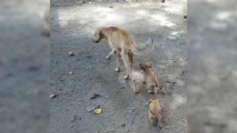 Malnourished Mama Dog Just Wanted To Help Her Babies