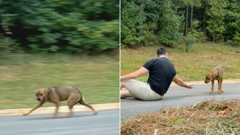 Man and stray dog