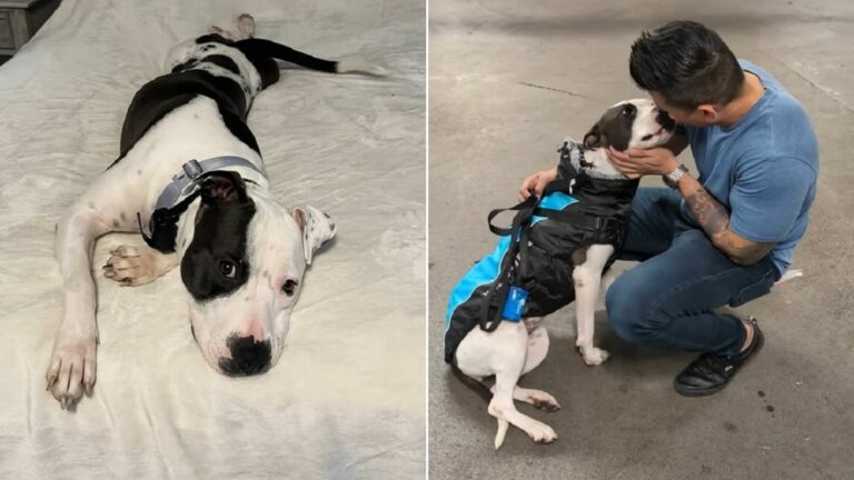 Man Saves An Adorable Pittie