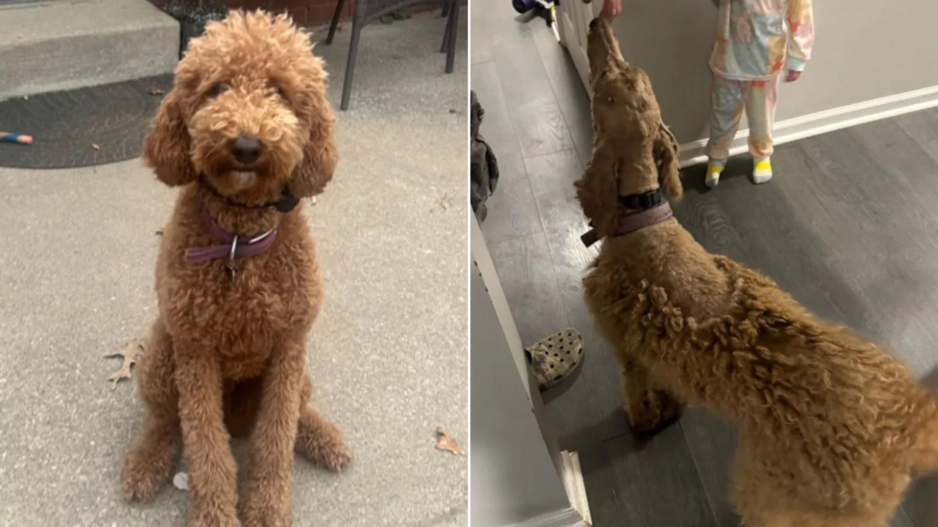 Man Groomed His Goldendoodle And Quickly Learned That A Big Mistake Was Made