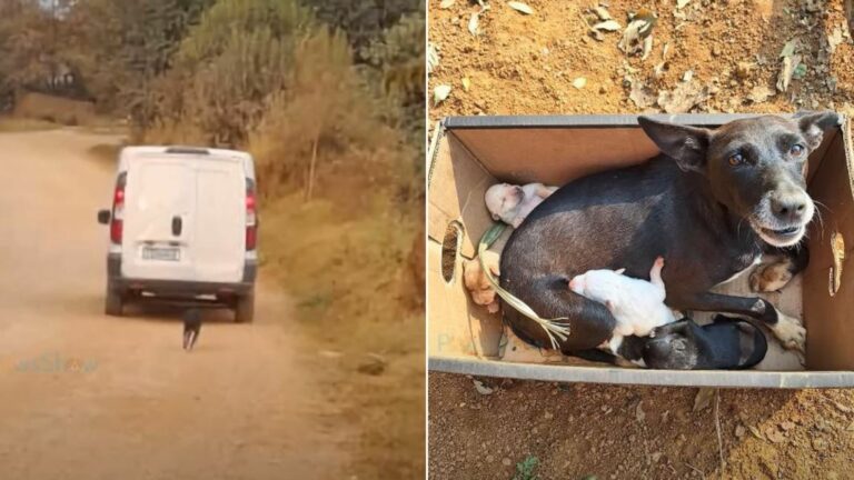 Mother Dog Desperately Ran After Her Owner’s Car