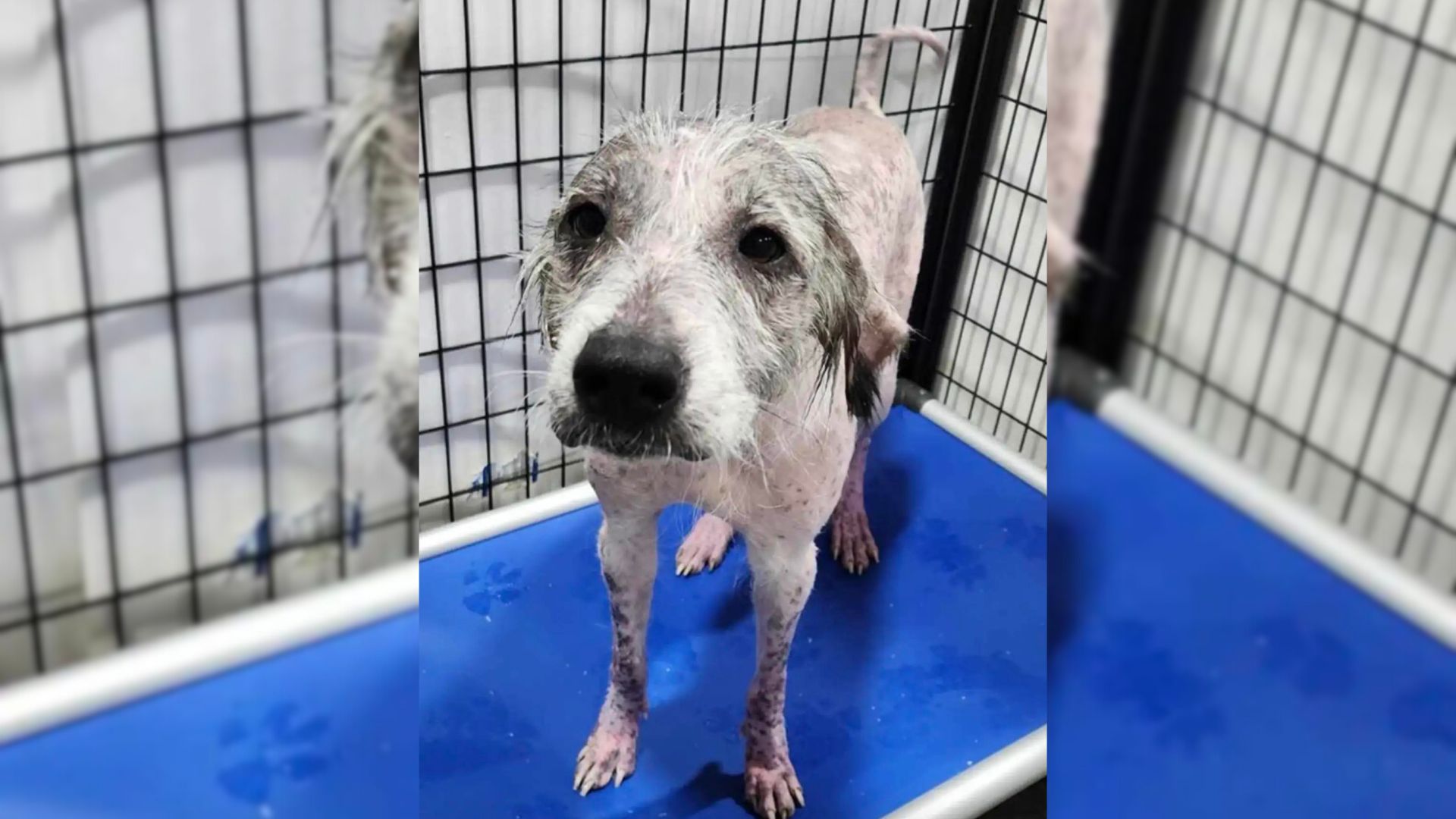 Rescuers Shocked To Discover The True Breed Of The Naked Pup Rescued From A Ditch