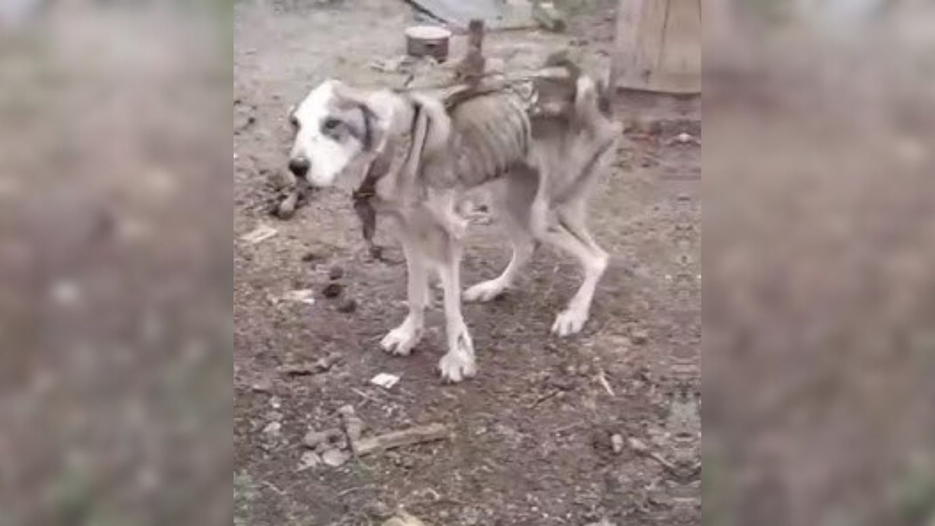 Neglected Dog Left Chained By Her Owner Was In Such Bad Condition That She Was Barely Alive