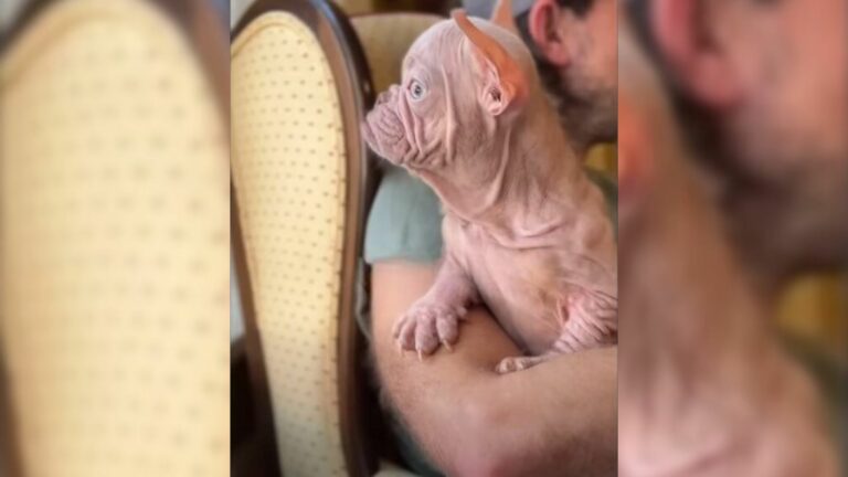 Neglectful Breeders Caused This Pup To Look A Bit Different