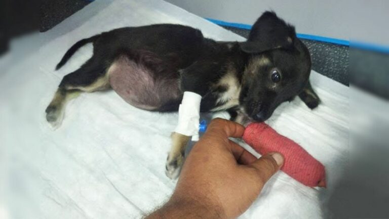 Owner Cruelly Left His Puppy After She Was Hit By A Car