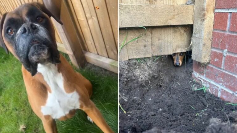 dog dug a hole in the yard