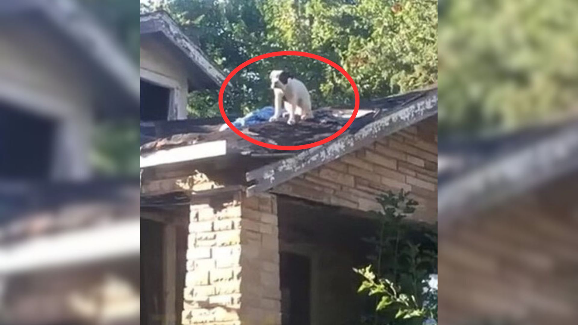 People Shocked To Discover A Mysterious Animal Trapped On A Rooftop, Begging For Help