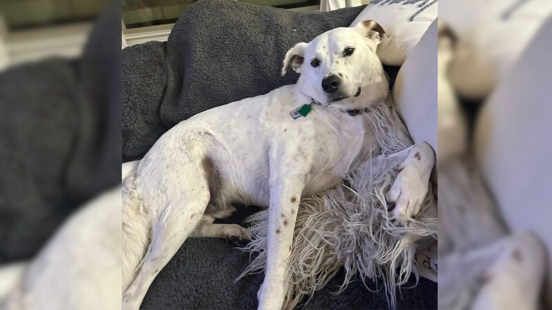 Pet Sitter Was Surprised To Learn The Reason This Owner Left Her Dog Gifts Every Day