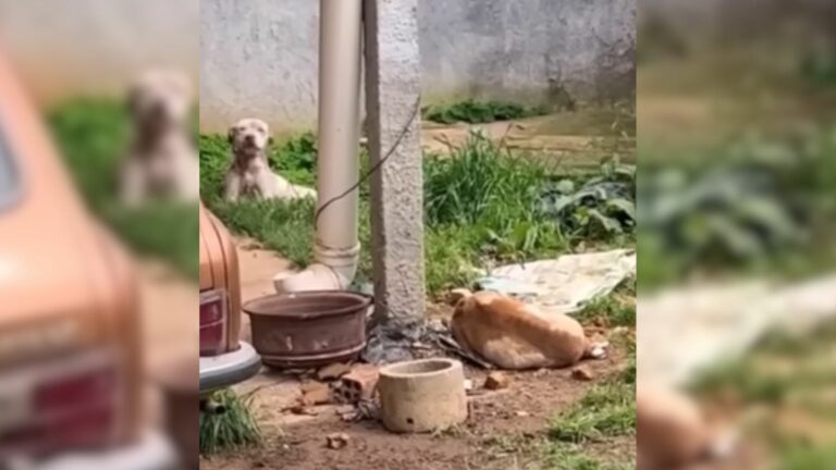 Two Pitbulls