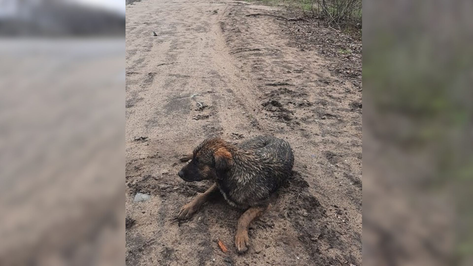 Pup Found Lying In The Mud After Being Hit By A Car Lost Hope in Humans Until Somebody Special Came Along 