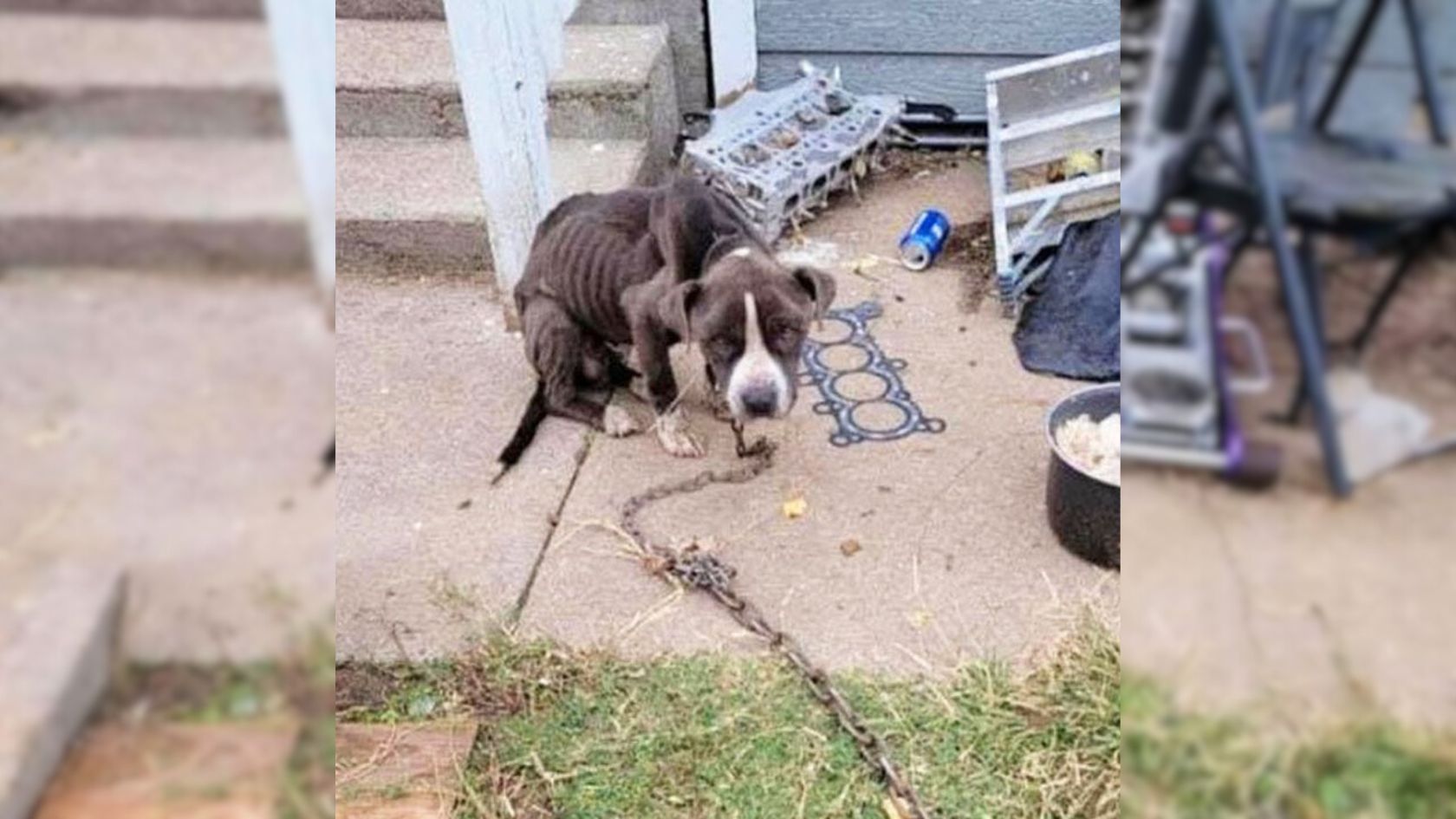 Rescuers Couldn’t Believe Their Eyes When They Found A Pup Who Was Chained To An Abandoned House