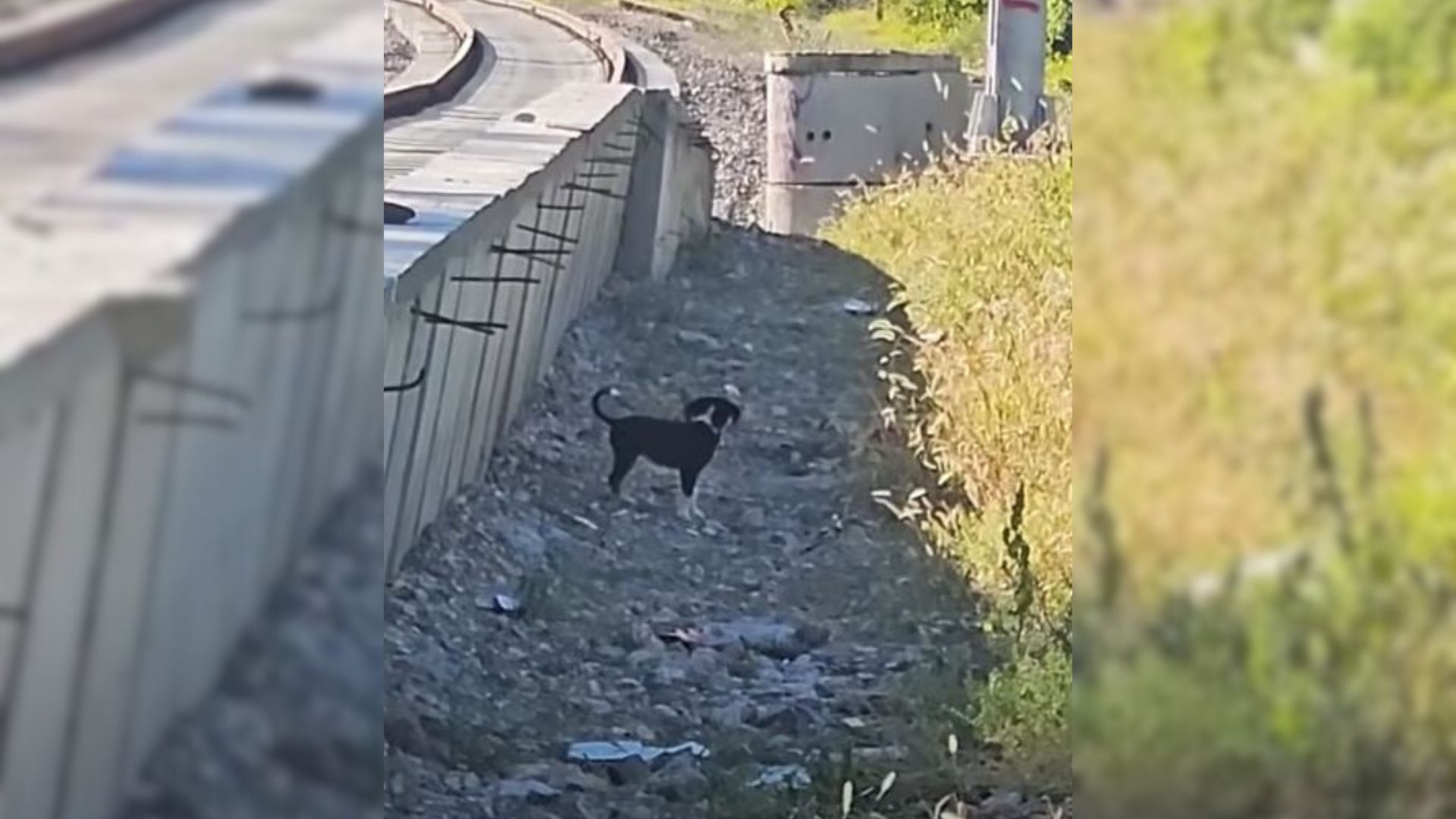 Rescuers Tried To Help This Pup Hiding Near A Railway But She Was Just Too Scared