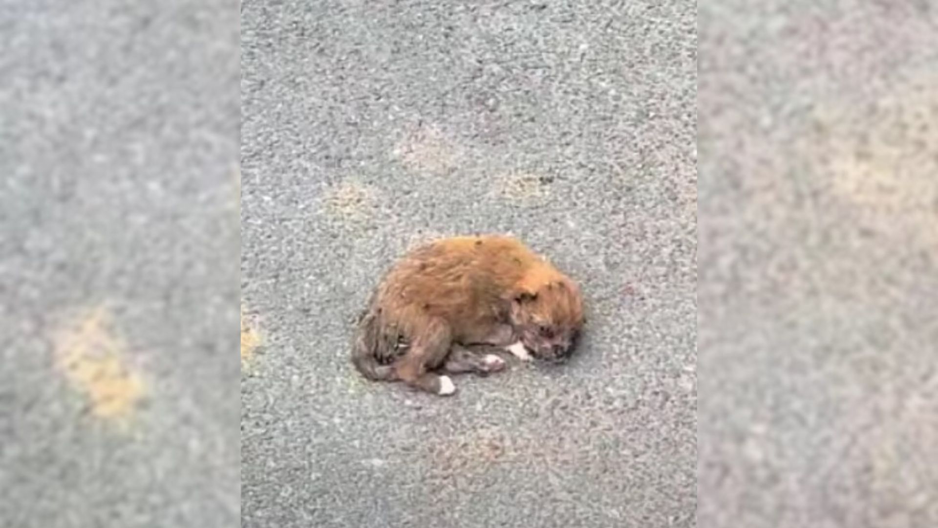Rescuers Were Heartbroken After Finding A Puppy Covered In Flies, So They Did Something Amazing