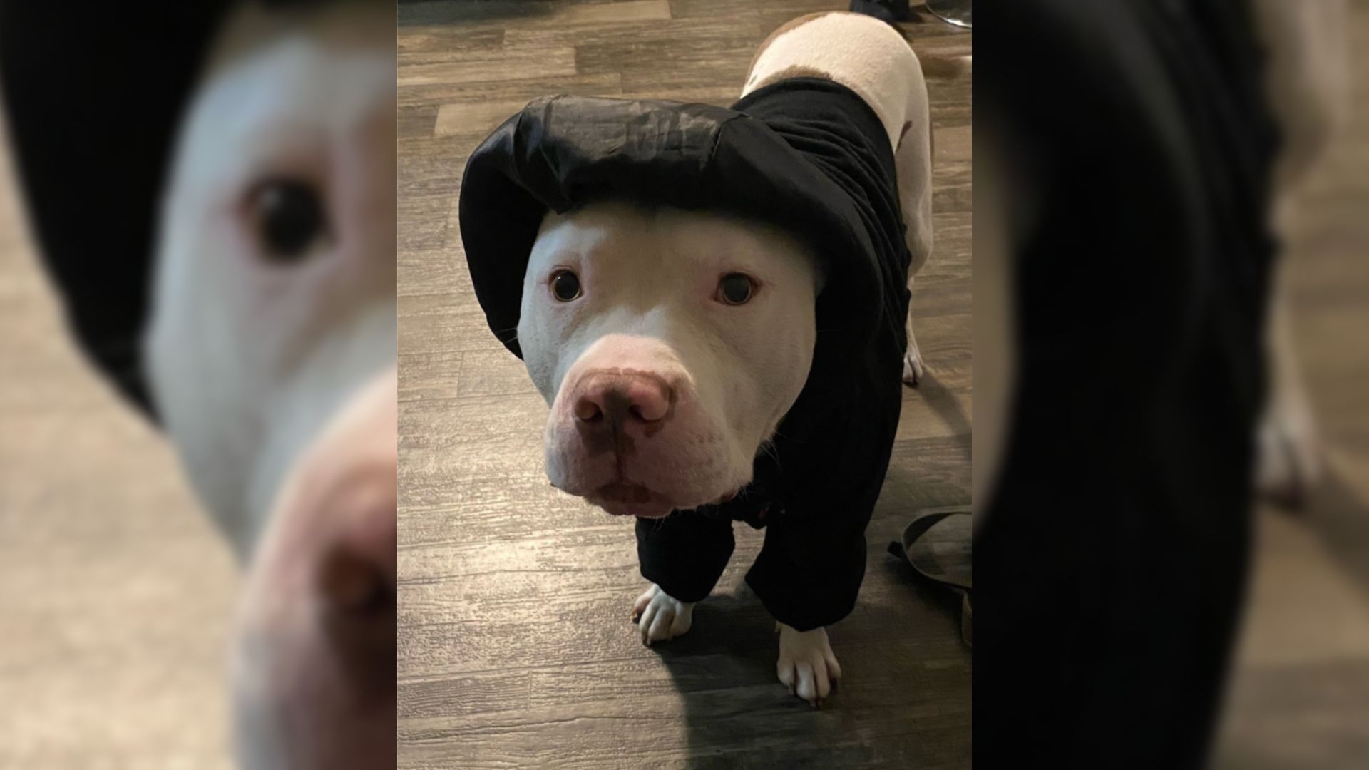 Woman Saves Dog Tied To Tree, Soon Discovers Her Heartbreaking Trauma From The Past