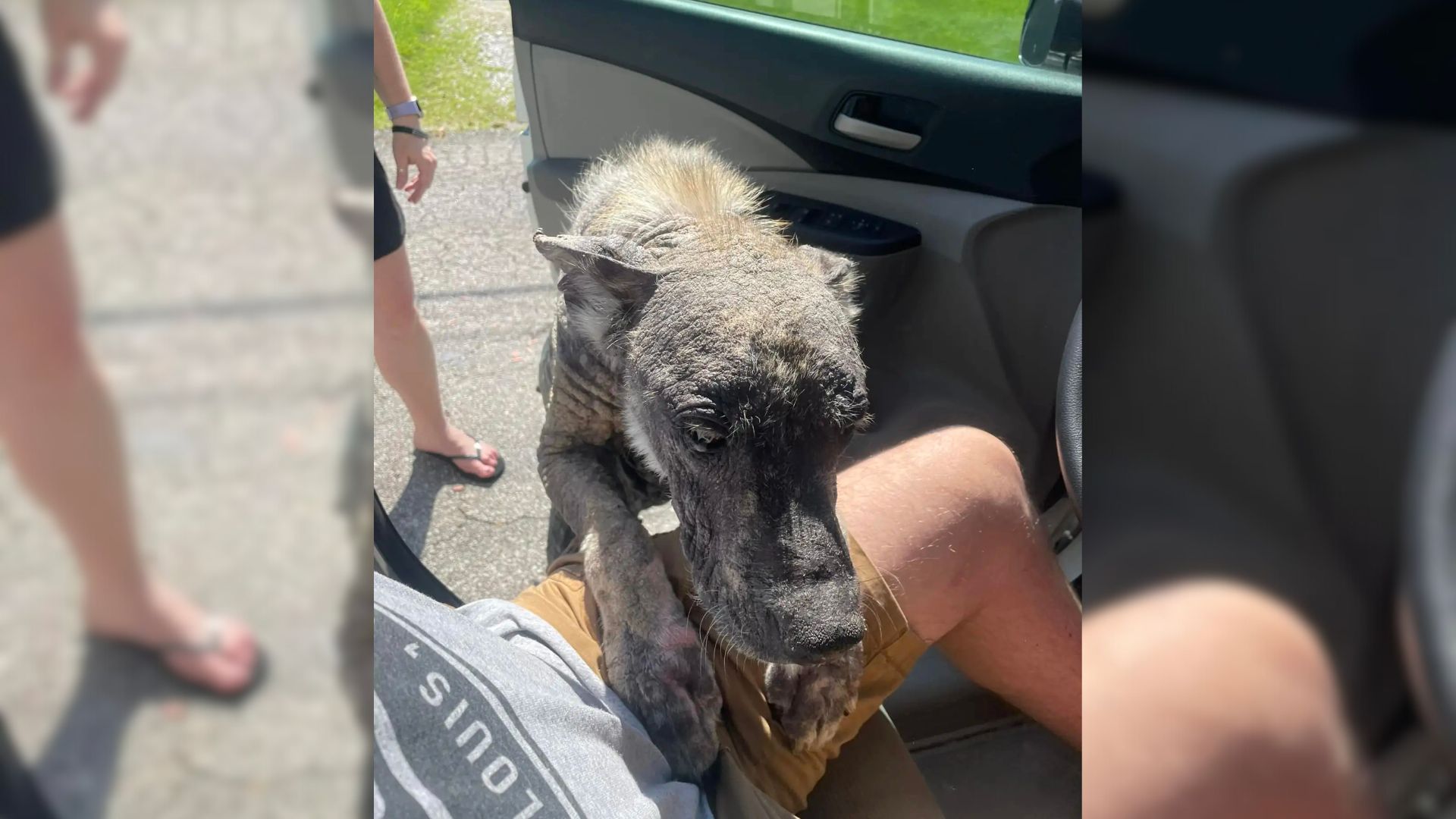 Rescuer Had No Idea That This Stone-Like Animal Was Actually One Of The Most Popular Dog Breeds