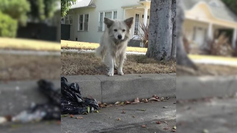 white stray dog