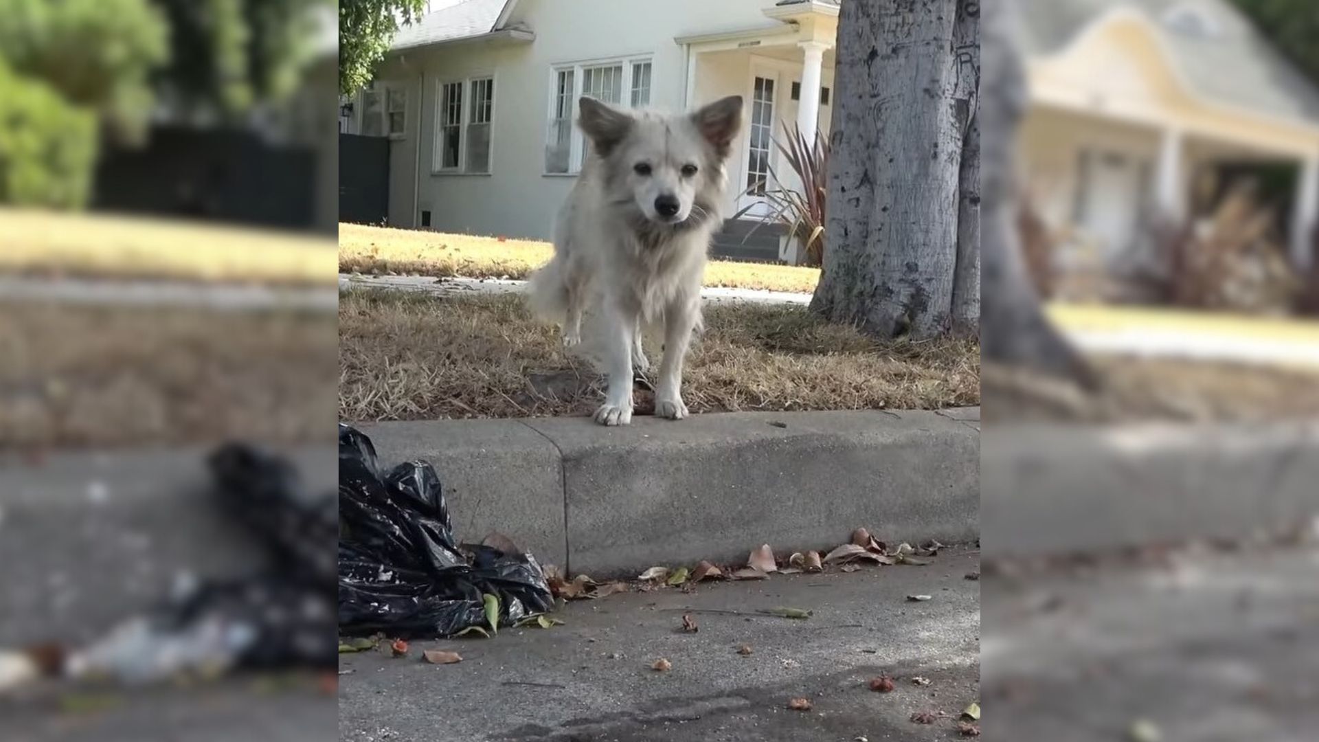 white stray dog