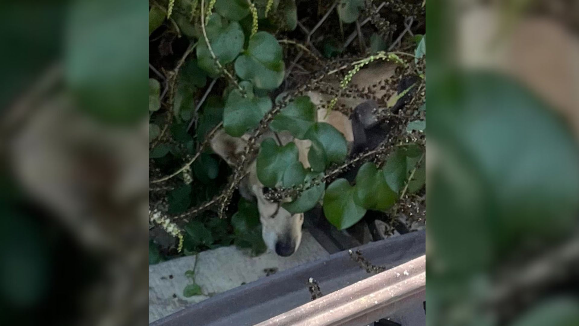 The Reason Why This Pup Didn’t Allow Rescuers To Get Near Will Shock You