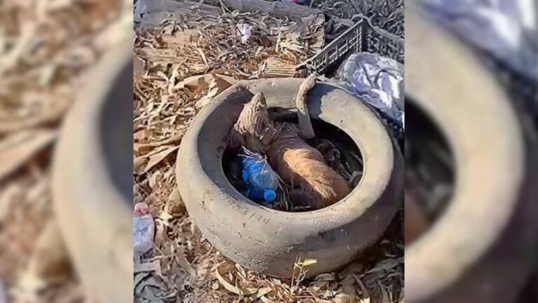 Rescuers Couldn’t Determine What Was Wrong With Pup Who Was Living In A Tire