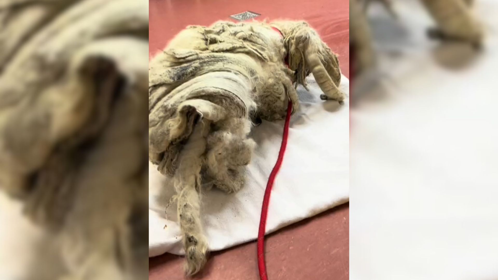 Rescuers Furious After Rescuing A Pup With Foot-Long Mats From Neglectful Owners