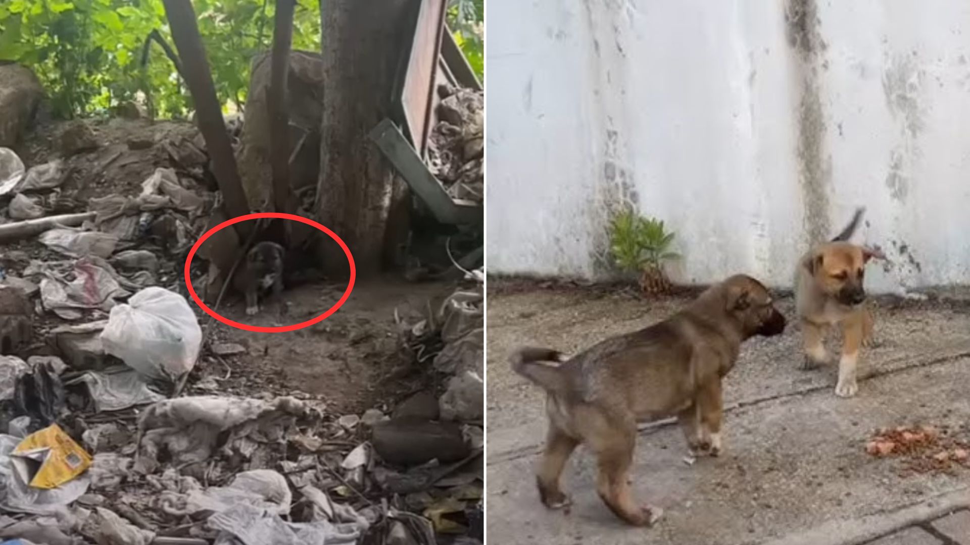 Rescuers Found Puppies Living In A Pile Of Trash But Then They Learned Something Shocking About One Of Them
