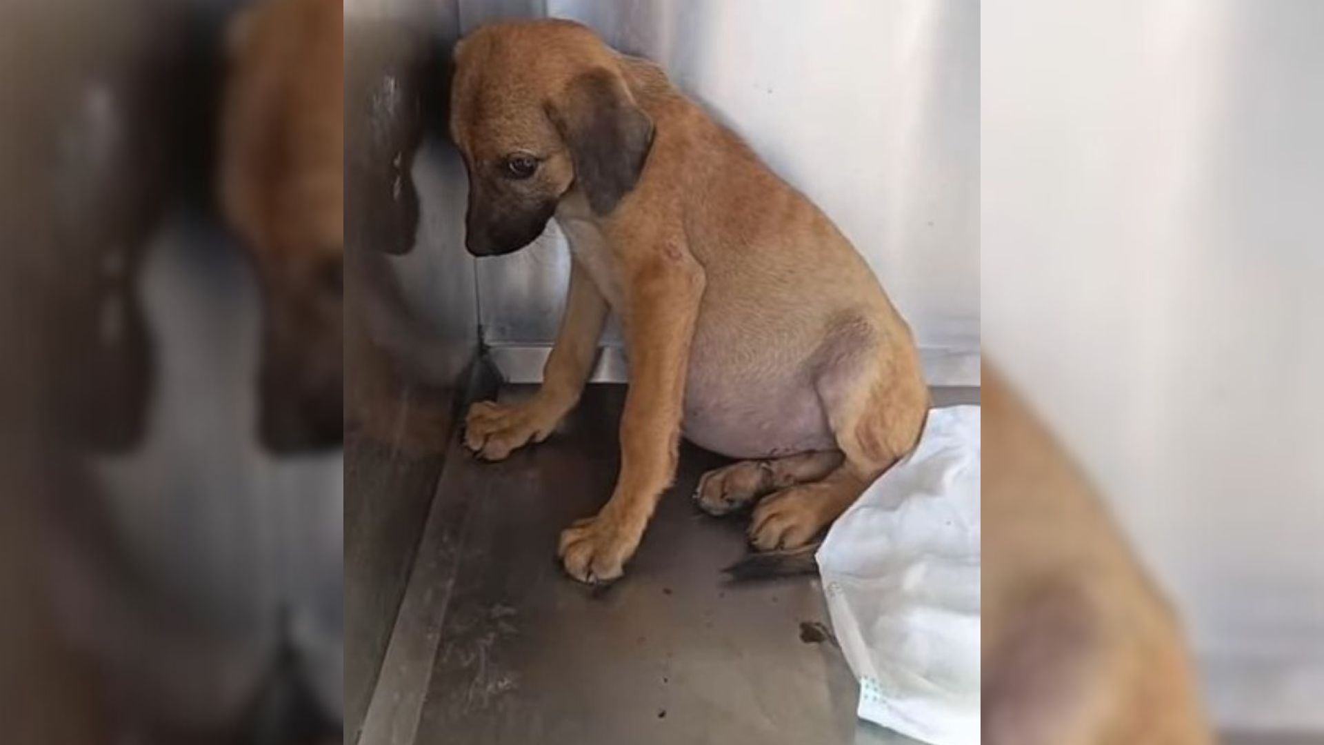 Rescuers Confused When They Saw A Puppy With A Huge Belly, The Reason Why Shocked Them