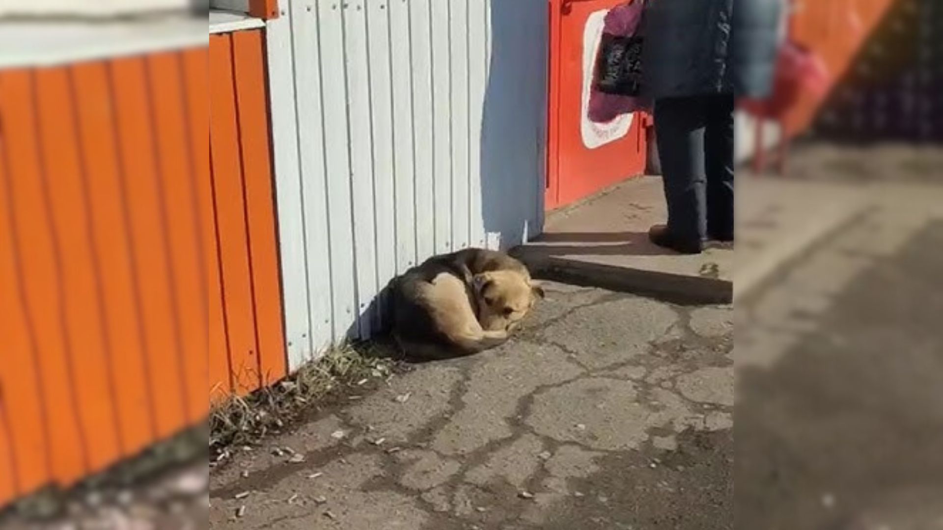 sad dog lying in front of a store