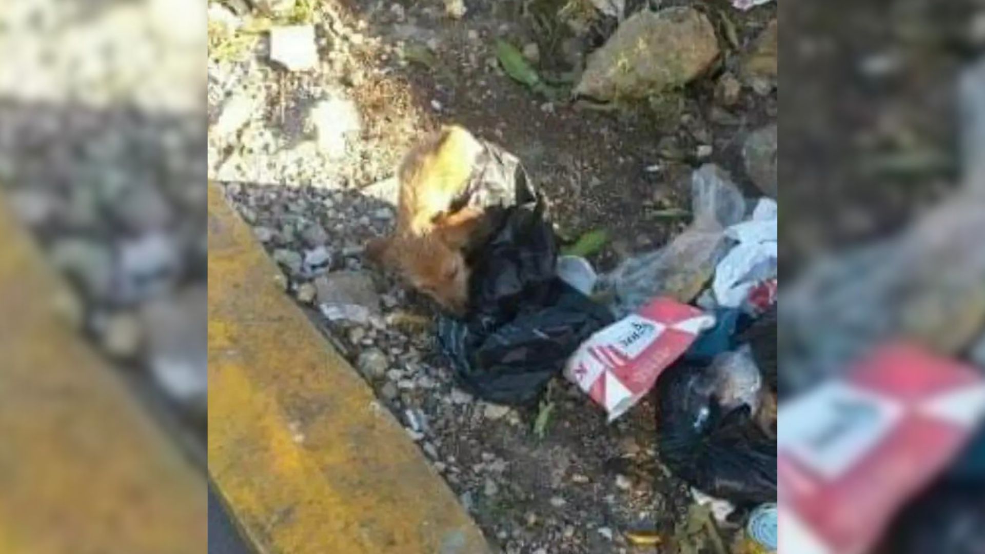 Sanitation Worker Was Just Doing Her Job When She Saw Something Shocking In A Garbage Bag