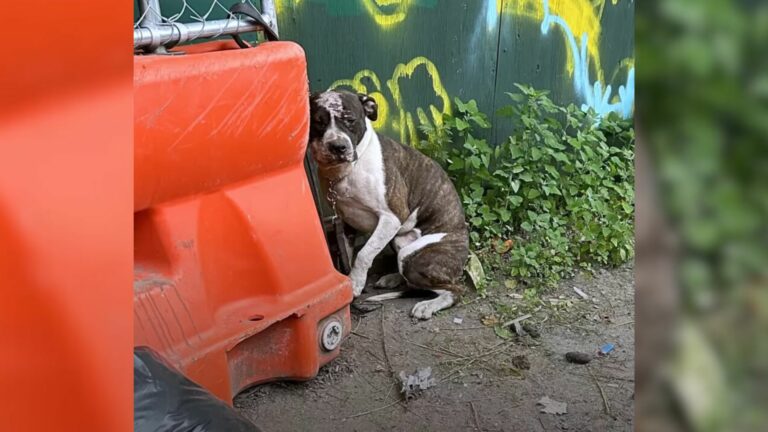 Scared Pittie Who Was Chained Up And Dumped