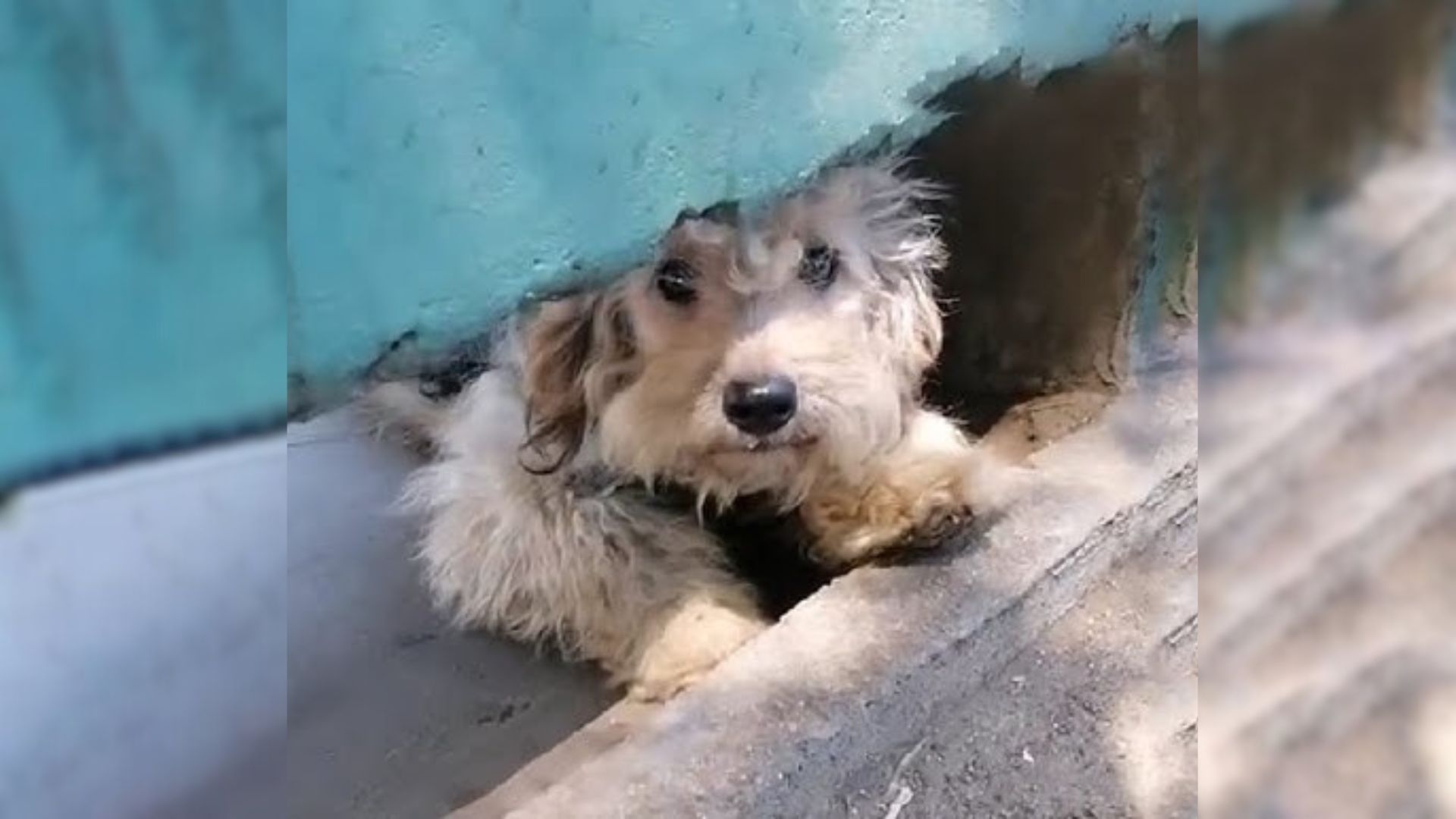 Pregnant Doggo Tried To Find Help On The Street And Then Someone Special Arrived To Help