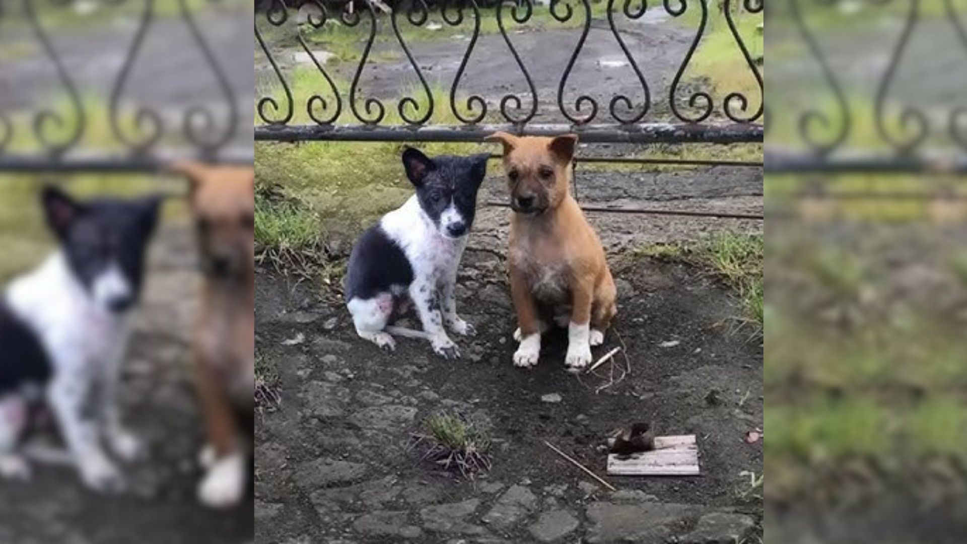 Inseparable Puppies Dumped On The Street Tried To Find Help And Then Something Amazing Happened