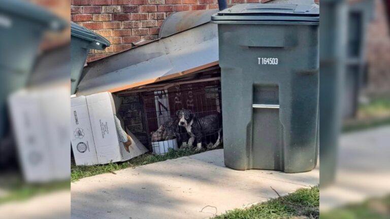 Scared Puppies Who Were Locked In A Crate And Tossed In Trash