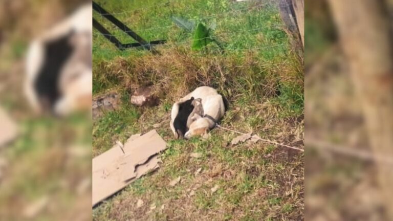 abandoned puppies with mama dog