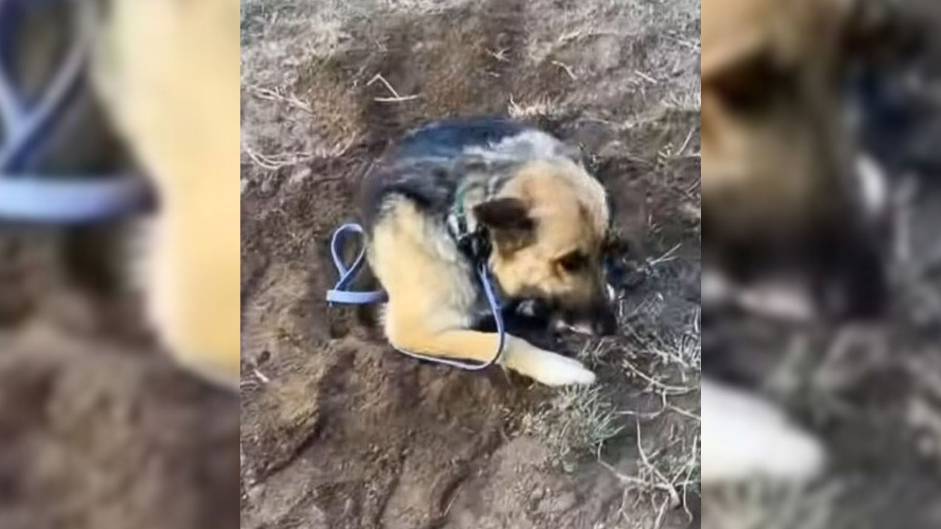 Mama Dog Cruelly Abandoned With Her Babies Finds Hope When Someone Special Rescues Her