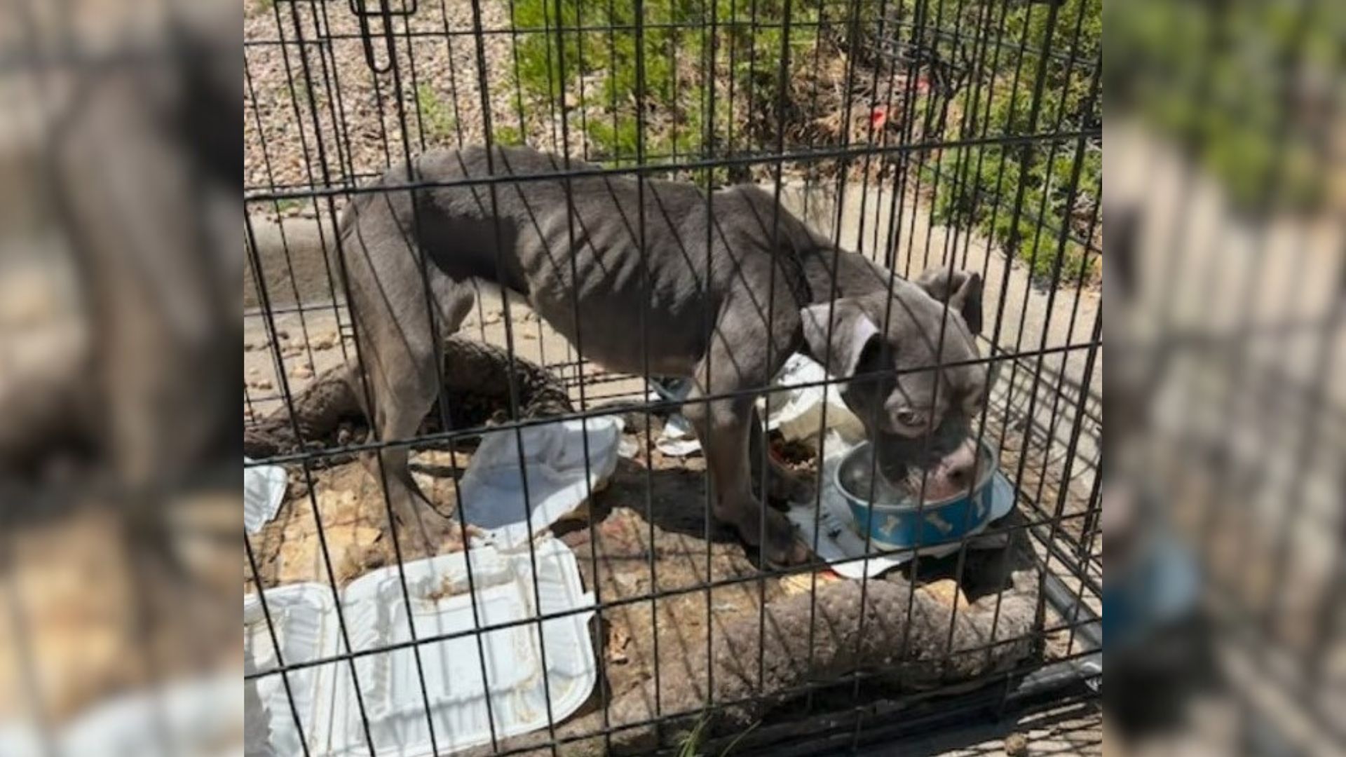 Sorrowful Dog Trapped In A Crate And Dumped In A Parking Lot Lights Up When She Sees Rescuers