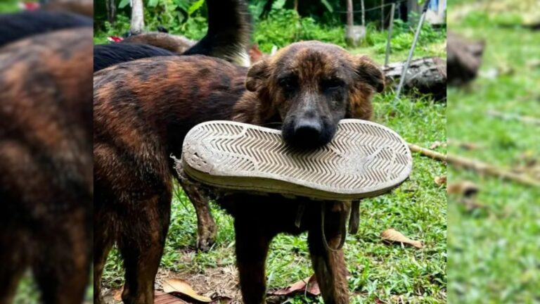 Street Dog Responds To Man With Kindness By Bringing Him Heartwarming Gifts