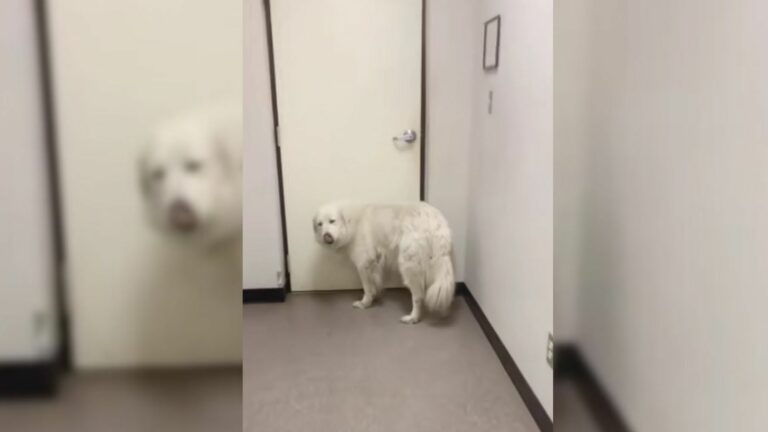 dog waiting at the shelter door