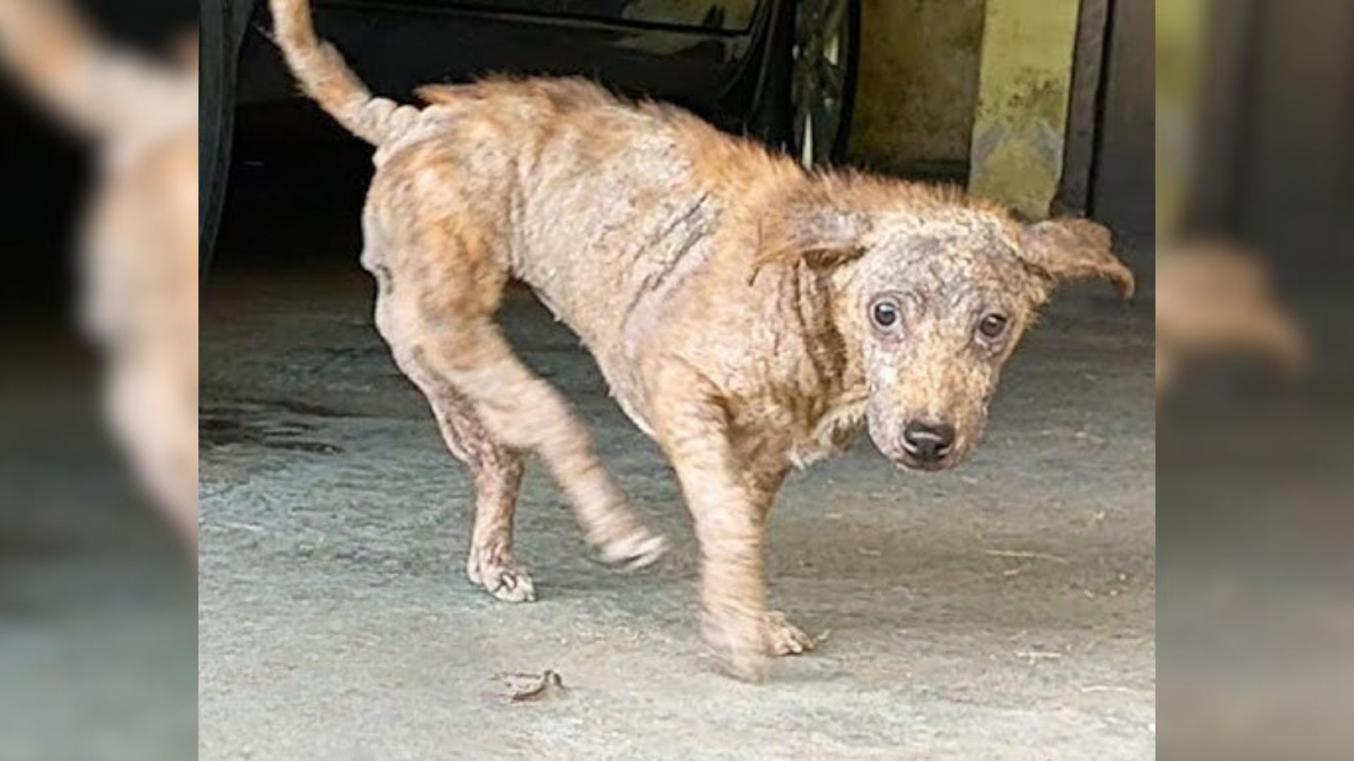 Pup Born With ‘Backwards Legs’ Struggled A Lot Until She Met Her Amazing Rescuer