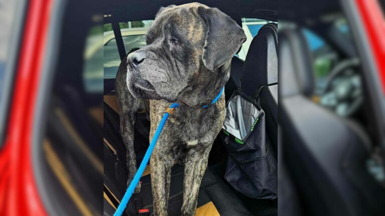 black dog in car