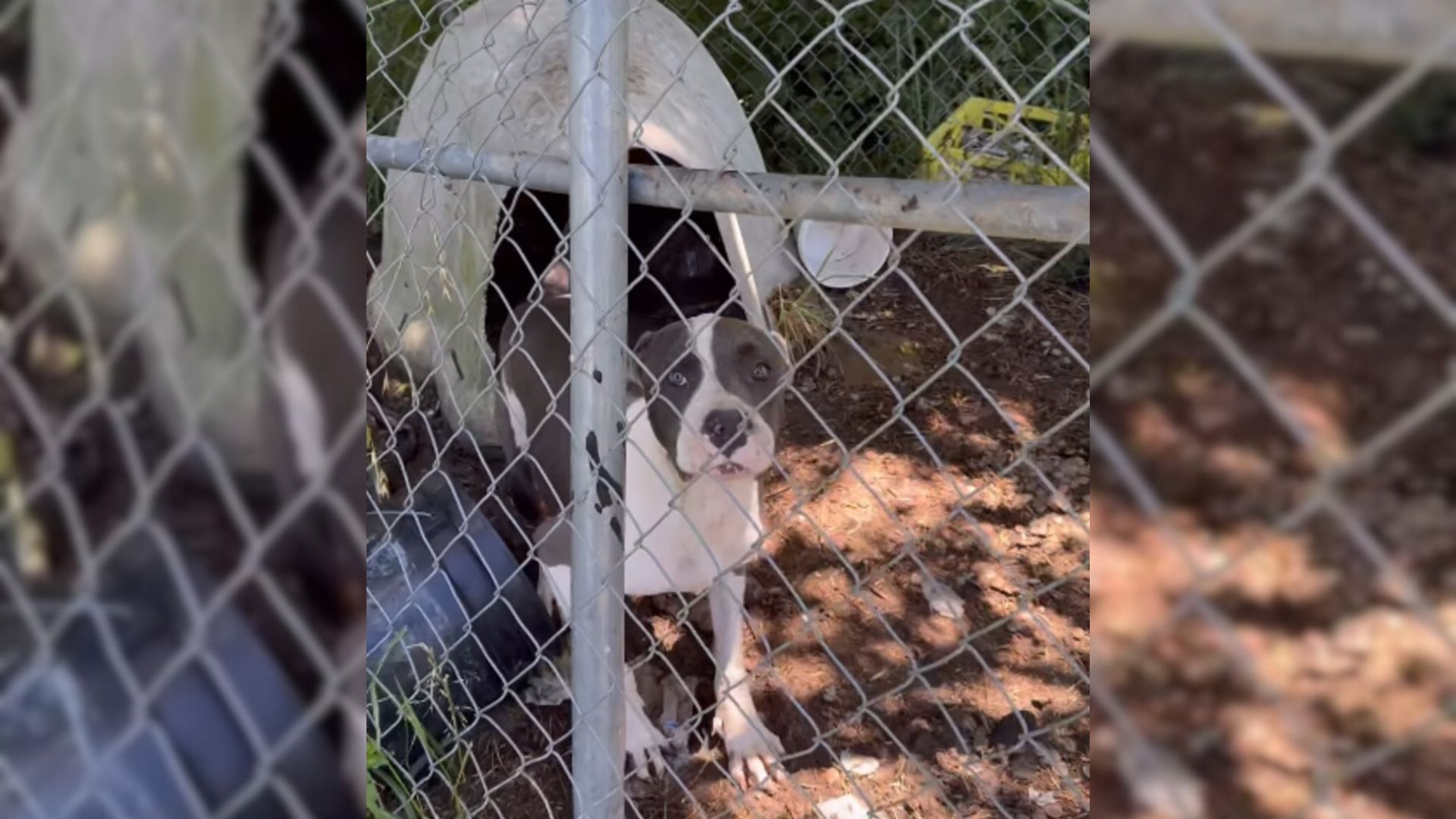 heavily abused pittie in a cage