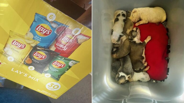 The Staff Were Shocked When They Heard Tiny Cries Coming From Chip Box