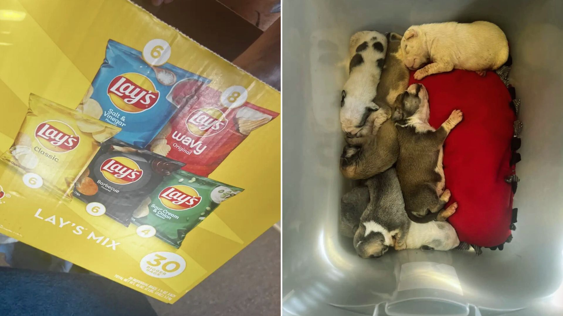 The Staff Were Shocked When They Heard Tiny Cries Coming From Chip Box