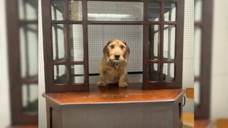 dog in an office